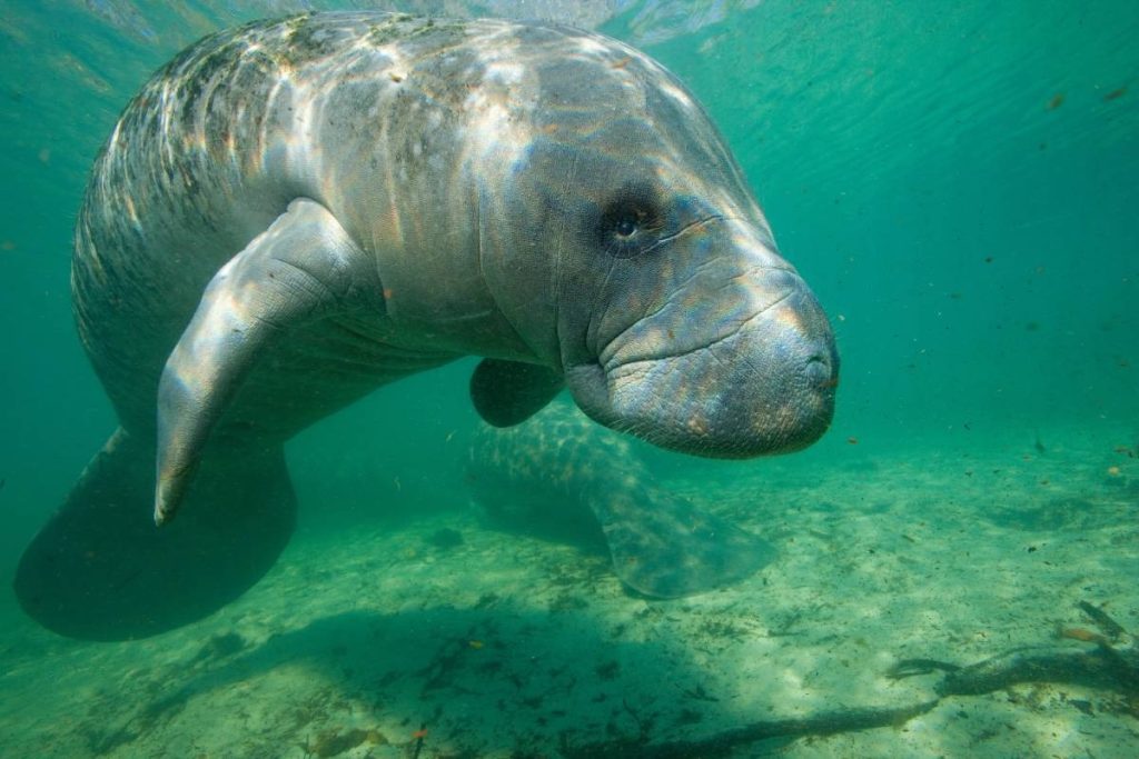 Florida manatee with boat strike scars illustrating primary cause of manatee mortality