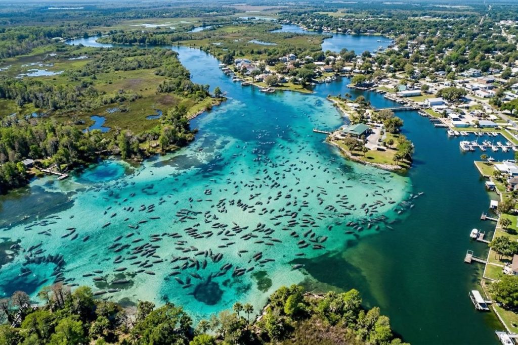 Crystal River Florida manatee refuge where passive observation of wild manatees is permitted